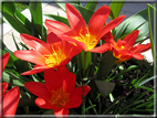 foto Tulipani